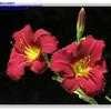 Thumbnail #2 of Hemerocallis  by bob47