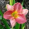 Thumbnail #2 of Hemerocallis  by valleyrimgirl