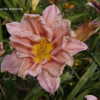 Thumbnail #4 of Hemerocallis  by DaylilySLP