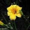 Thumbnail #1 of Hemerocallis  by spaniel