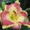 Thumbnail #5 of Hemerocallis  by linthicum