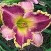 Thumbnail #5 of Hemerocallis  by Badseed