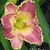 Thumbnail #2 of Hemerocallis  by Melissa_Ohio