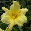 Thumbnail #2 of Hemerocallis  by DaylilySLP