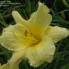 Thumbnail #3 of Hemerocallis  by DaylilySLP