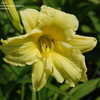 Thumbnail #5 of Hemerocallis  by mgarr