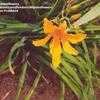 Thumbnail #1 of Hemerocallis  by Wandasflowers