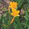 Thumbnail #4 of Hemerocallis  by Wandasflowers