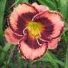 Thumbnail #2 of Hemerocallis  by lilydaydreamer