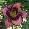 Thumbnail #5 of Hemerocallis  by DaylilySLP