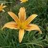 Thumbnail #3 of Hemerocallis  by DaylilySLP