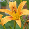 Thumbnail #5 of Hemerocallis  by soulflier