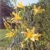 Thumbnail #4 of Hemerocallis  by Wandasflowers