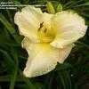 Thumbnail #5 of Hemerocallis  by pigeon1943