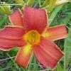 Thumbnail #3 of Hemerocallis  by patrob