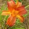 Thumbnail #1 of Hemerocallis  by carolann