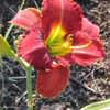 Thumbnail #2 of Hemerocallis  by greenjay