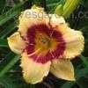 Thumbnail #5 of Hemerocallis  by Melissa_Ohio