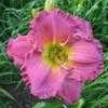 Thumbnail #4 of Hemerocallis  by Calif_Sue