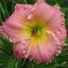 Thumbnail #3 of Hemerocallis  by Calif_Sue