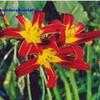 Thumbnail #1 of Hemerocallis  by hemlady