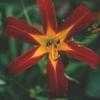 Thumbnail #2 of Hemerocallis  by carolann