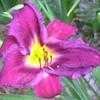 Thumbnail #4 of Hemerocallis  by carolann