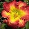 Thumbnail #4 of Hemerocallis  by carolann