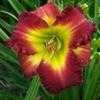 Thumbnail #2 of Hemerocallis  by carolann