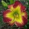 Thumbnail #3 of Hemerocallis  by carolann