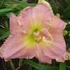 Thumbnail #5 of Hemerocallis  by patience888