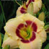 Thumbnail #1 of Hemerocallis  by Bubbeez