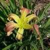 Thumbnail #1 of Hemerocallis  by carolann