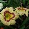 Thumbnail #4 of Hemerocallis  by Kruch72