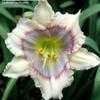 Thumbnail #1 of Hemerocallis  by Calif_Sue