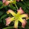 Thumbnail #4 of Hemerocallis  by vossner