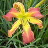 Thumbnail #5 of Hemerocallis  by daylily970