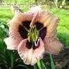 Thumbnail #2 of Hemerocallis  by John_Benoot