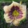 Thumbnail #3 of Hemerocallis  by John_Benoot