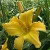 Thumbnail #3 of Hemerocallis  by DaylilySLP