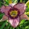 Thumbnail #2 of Hemerocallis  by carolann