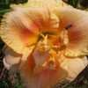 Thumbnail #3 of Hemerocallis  by budsnblooms