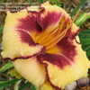 Thumbnail #4 of Hemerocallis  by alicewho