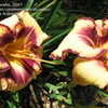 Thumbnail #5 of Hemerocallis  by alicewho