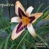 Thumbnail #2 of Hemerocallis  by yogaman