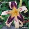 Thumbnail #3 of Hemerocallis  by Melissa_Ohio