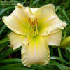 Thumbnail #2 of Hemerocallis  by DaylilyDiva219