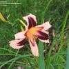 Thumbnail #5 of Hemerocallis  by Wandasflowers