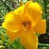 Thumbnail #3 of Hemerocallis  by pixie62560