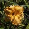 Thumbnail #2 of Hemerocallis  by DaylilySLP